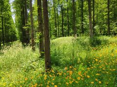 -黄海国家森林公园