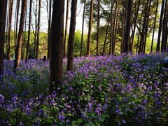 -上海共青森林公园