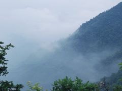 -天目山大树王景区