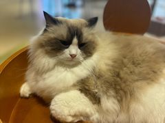 -藏猫猫咖啡主题馆(中央大道店)