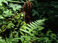 -五营红松林海景区