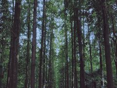 -东平国家森林公园