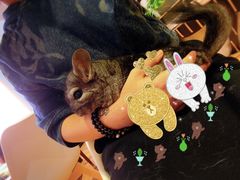 -藦茜花园宠物主题亲子互动体验馆(国顺东路店)