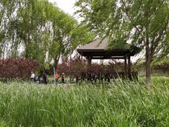 -大兴滨河森林公园