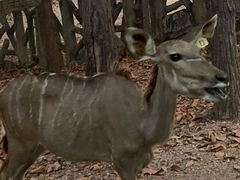 -清迈夜间动物园