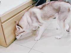 -宠福鑫康馨动物医院·骨科·眼科