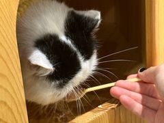 -藏猫猫咖啡主题馆(中央大道店)