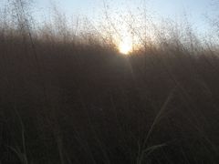 -光明小镇欢乐田园