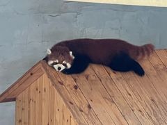 -青藏高原野生动物园