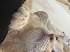 -楼上猫咖(罗湖店)