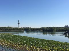 -大兴滨河森林公园