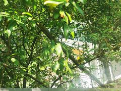 -颐和路民国时期公馆风貌区