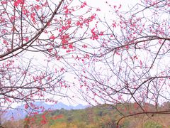 -田野绿世界