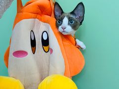 -山宅一喵德文卷毛猫舍