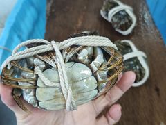-阳澄湖大闸蟹·琼灵阁牌品牌连锁(吴中总店)