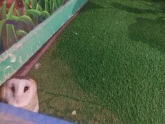 -广州长隆飞鸟乐园