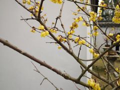 -无锡梅园公园