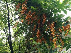 android_upload_pic-鼎湖山风景区