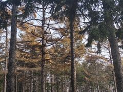 -黑龙江省森林植物园