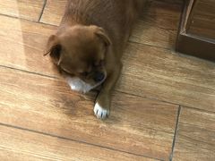 -瑞派·关忠动物医院·异宠专科·犬猫肿瘤·皮肤专科(望京店)
