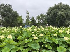 -亚沙水生植物园