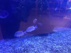 -OPEN開全日自助餐厅·牛肉火锅·海鲜(佛山希尔顿酒店)