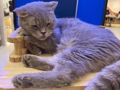 -喵园·猫主题咖啡厅·撸猫·猫咖(国贸店)