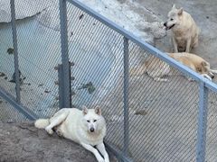 -大连森林动物园