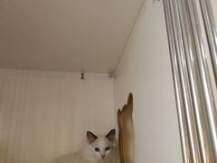 -喵zoo家庭繁育猫舍(尖东智能花园店)