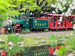 -上海共青森林公园