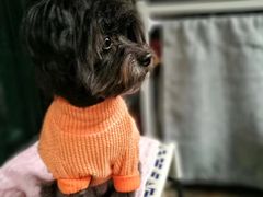 -佳雯宠物医院(金华南路分院)