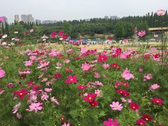 -秀丽东方