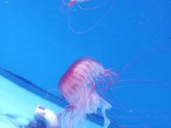 -福州罗源湾海洋世界旅游区