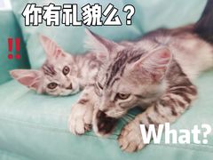 -十年猫舍·猫咪专门店(普陀店)