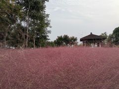 -南湖湿地公园