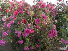 -意大利农场度假村