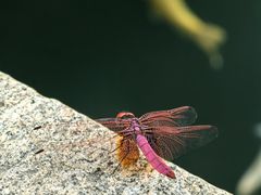 -灵山胜境