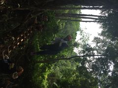 丛林飞跃-清迈丛林飞跃 JungleFlight