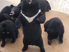 -东方熊牧场