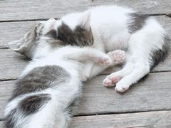 -海边的猫和咖啡馆
