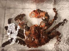 -亚特兰蒂斯-番红花海鲜自助餐厅·鲜活海鲜·小火锅