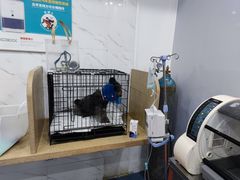 -伟伟宠物医院·CT影像中心·瑞派犬猫综合性门诊(汉口总院)