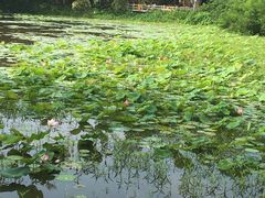 -云溪植物园