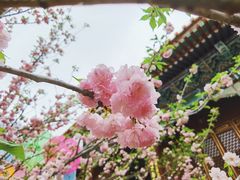 -珠海圆明新园
