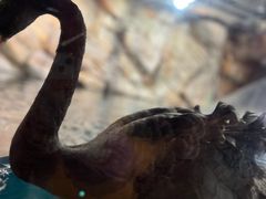 -上海海洋水族馆