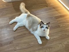 -COLOR PETS 撸猫馆·购猫·猫咖(长风大悦城店)