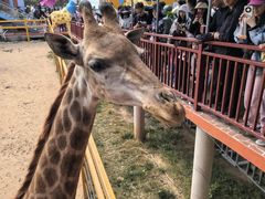 -西霞口神雕山野生动物世界