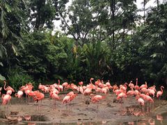 -新加坡飞禽公园