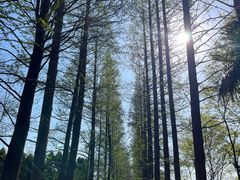 -上海滨江森林公园