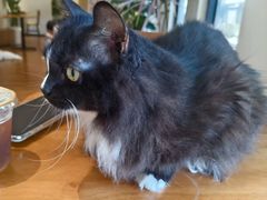 -有猫主题·治愈系猫咖(曾厝垵店)